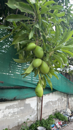 Indian mango