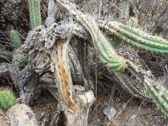 Corryocactus brevistylus