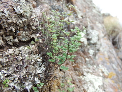 Argyrochosma nivea