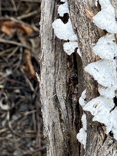 iNaturalist observation photo of splitgill mushroom