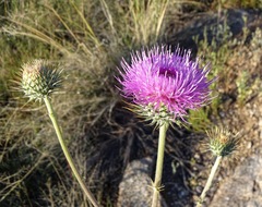 Cirsium neomexicanum