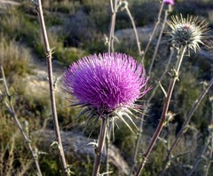 Cirsium neomexicanum