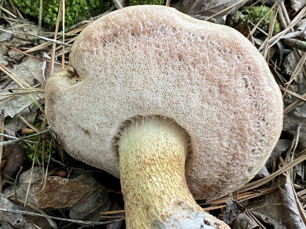 Bitter Bolete