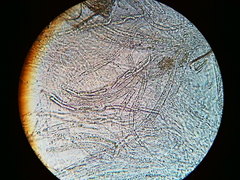 Trichosphaeria