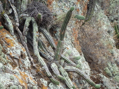 Trichocereus
