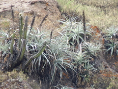 Puya cylindrica