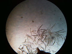 Trichosphaeria
