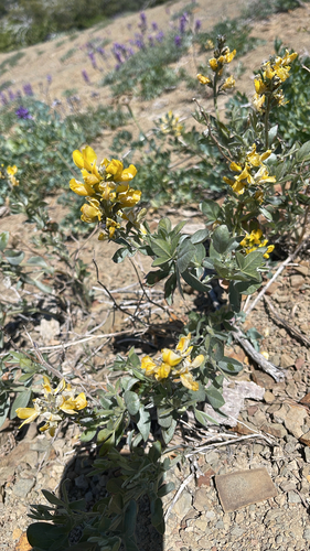 Thermopsis californica, photograph 4