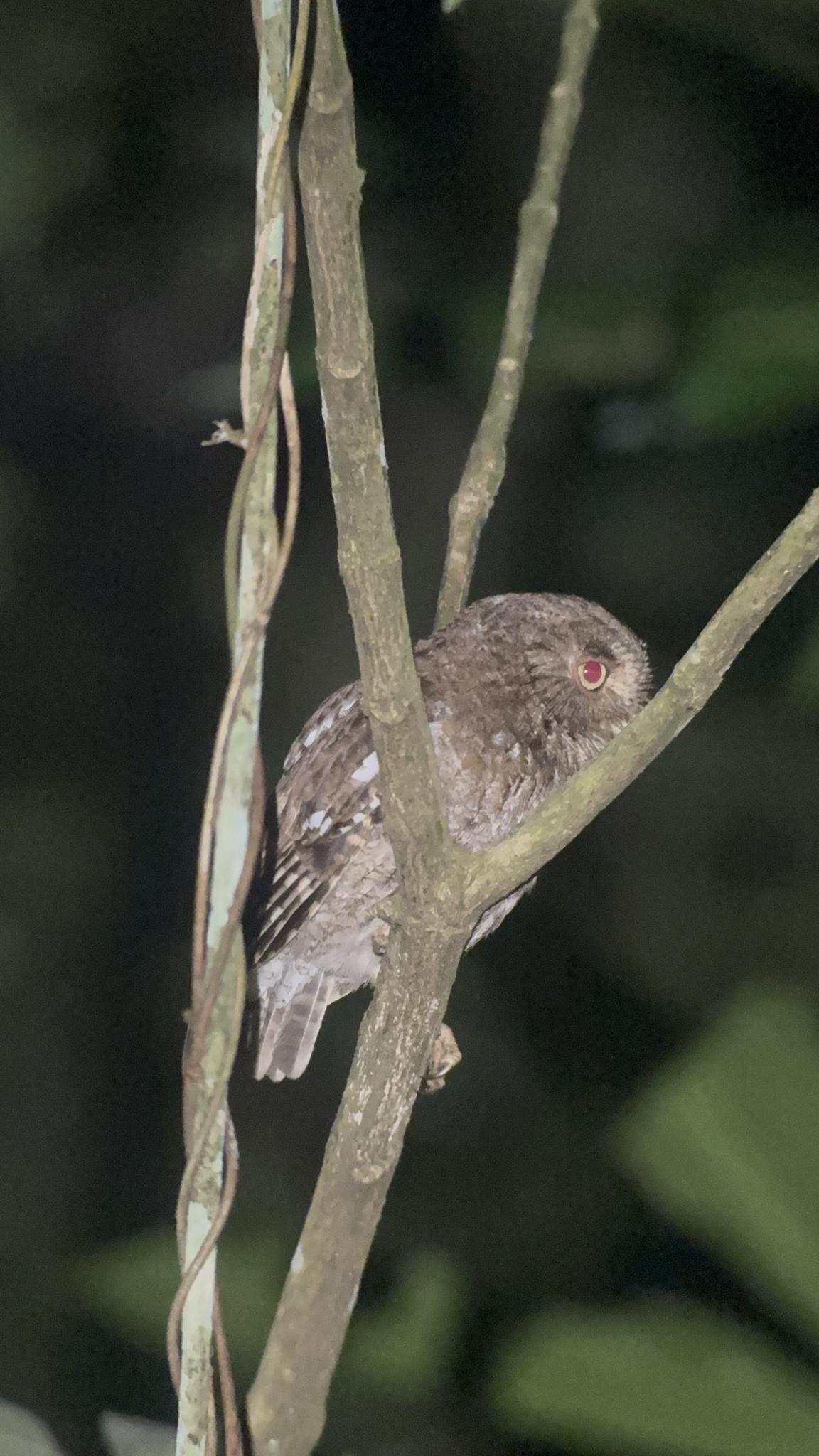 Middle American Screech Owl (Megascops guatemalae), photo 4