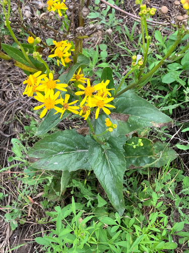 Senecio ampullaceus observed 2026-05-05
