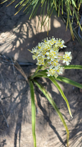 Toxicoscordion fremontii, photograph 4