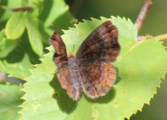 Calephelis borealis