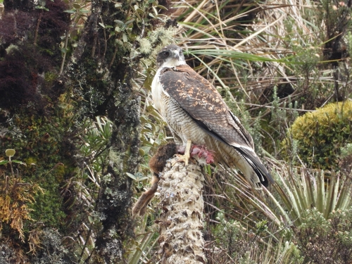 Variable Hawk