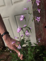 Penstemon tenuis