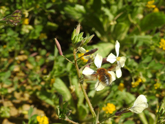 Bombylius medius