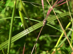 Grapholita lunulana