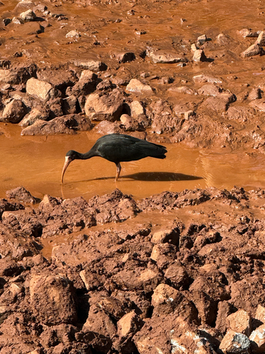 Bare-faced Ibis