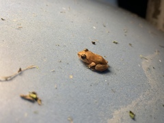 Eleutherodactylus antillensis