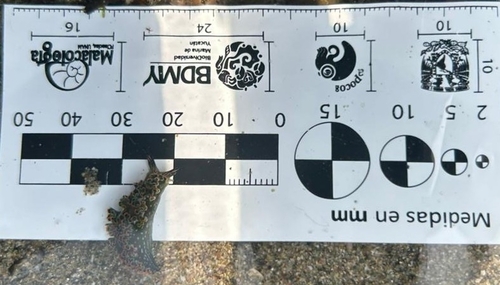 Diomedes' Sapsucker (Elysia diomedea)