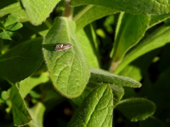Grapholita lunulana
