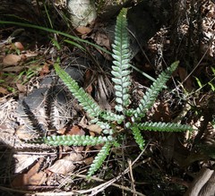 Adiantum hispidulum hispidulum
