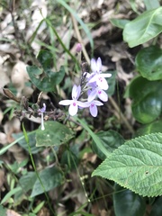 Pseuderanthemum variabile