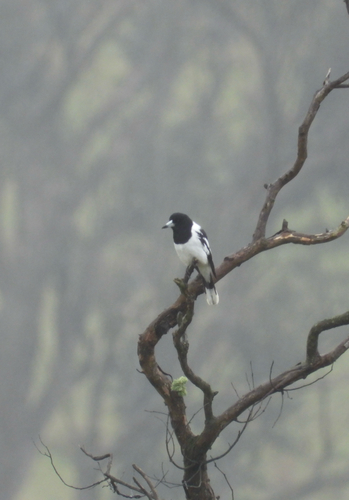 Pied Butcherbird