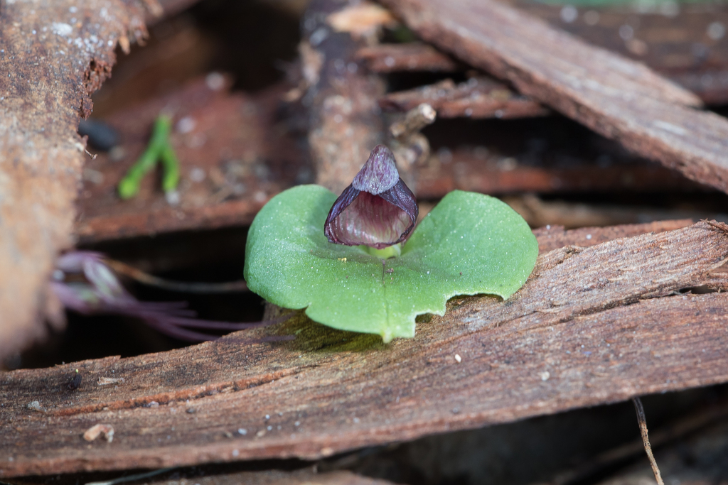 Corybas despectans
