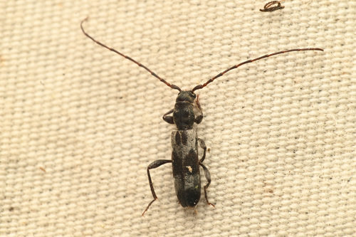 Hybodera debilis
