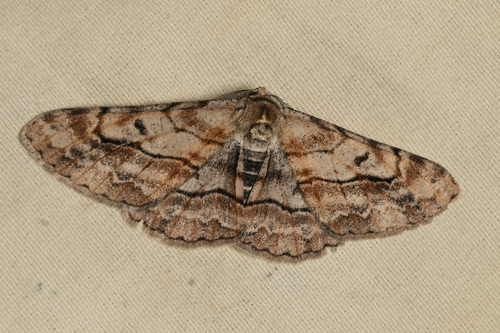 Stenoporpia pulmonaria photo 3