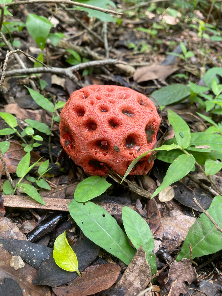 Wiffle Ball Stinkhorn