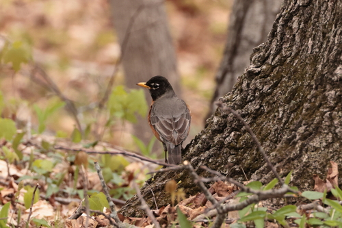 American Robin