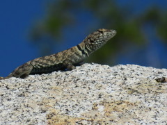 Petrosaurus mearnsi