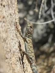 Petrosaurus mearnsi