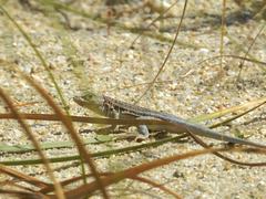 Acanthodactylus erythrurus