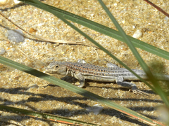 Acanthodactylus erythrurus