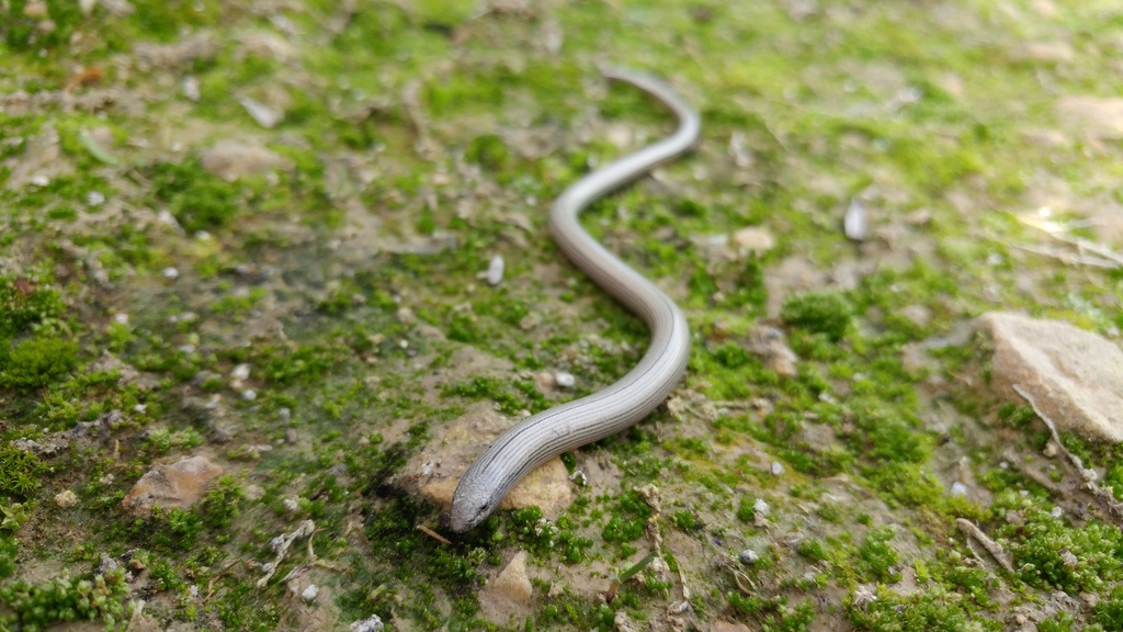Temblor Legless Lizard