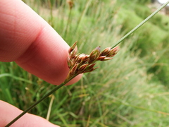 Juncus imbricatus