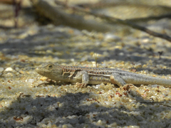 Acanthodactylus erythrurus