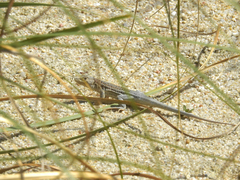 Acanthodactylus erythrurus