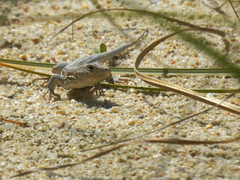 Acanthodactylus erythrurus