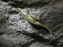 Anolis macrolepis