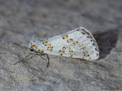 Philtraea paucimacula