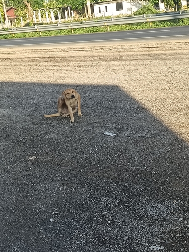 Domestic Dog