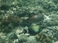 Acanthurus auranticavus