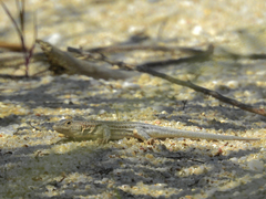 Acanthodactylus erythrurus