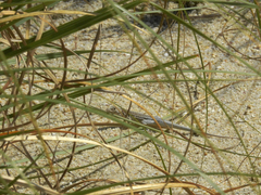 Acanthodactylus erythrurus