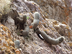 Oreocereus hempelianus