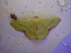 Metallochlora lineata