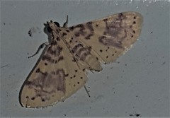 Conogethes haemactalis